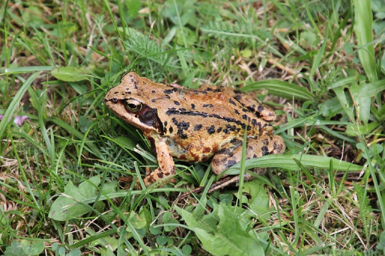 Fewo Im Naturschutzgebiet 希登豪森 外观 照片