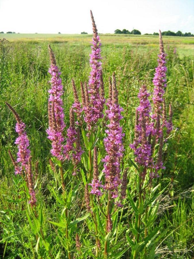 Fewo Im Naturschutzgebiet 希登豪森 外观 照片